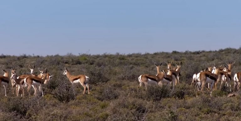 Watch: Karoo National Park Documentary