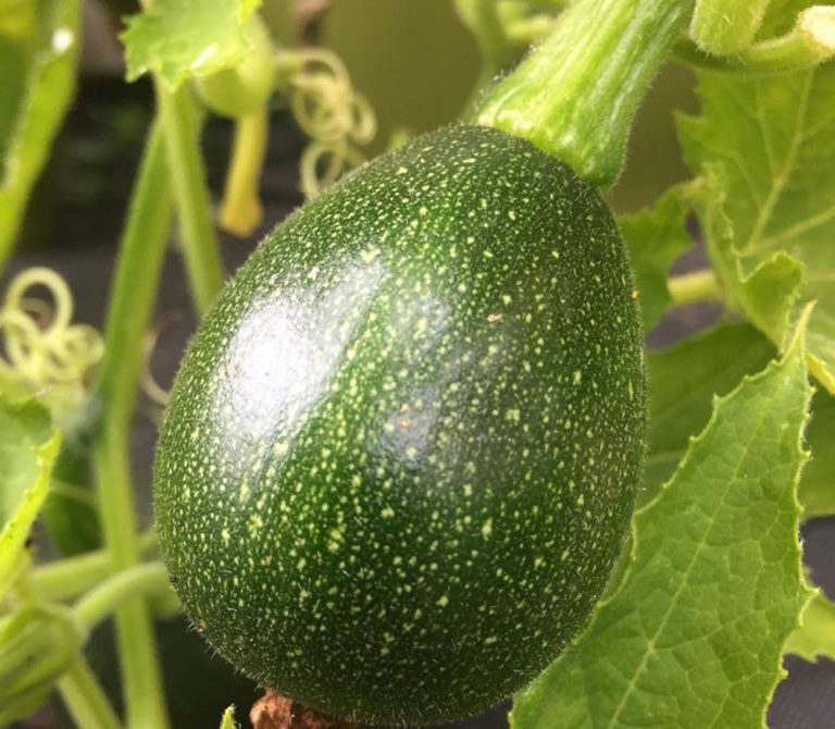 Here's how to grow your own Gem Squash in the UK South Africans UK