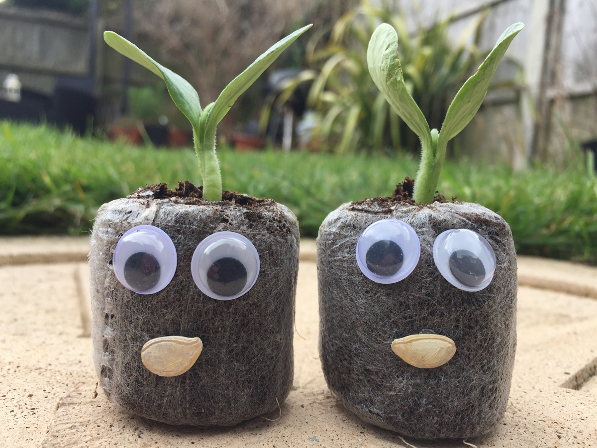 Here's how to grow your own Gem Squash in the UK South Africans UK