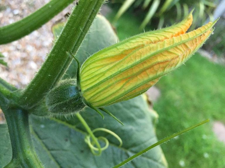 Here's how to grow your own Gem Squash in the UK South Africans UK