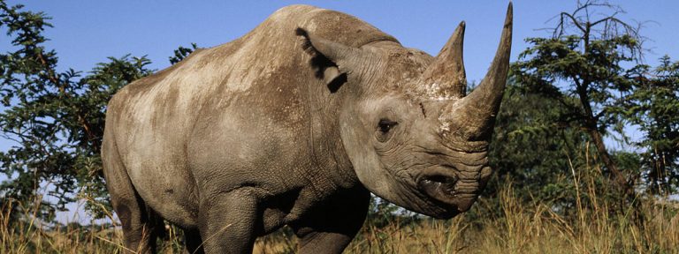 Rhino Bonds – First of its kind to help save Black Rhino in SA