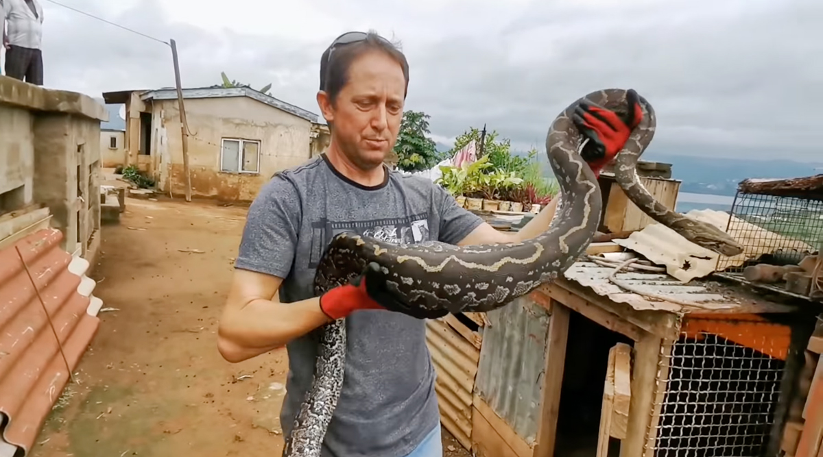 WATCH Snake handler in Durban rescues Python South Africans UK