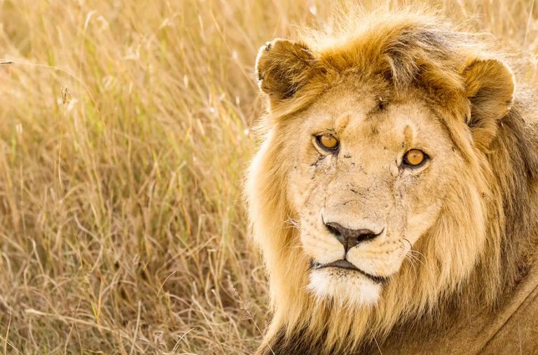 Trophy hunting will not save Africa’s Lions – so the UK ban on imports is a positive step for wildlife conservation