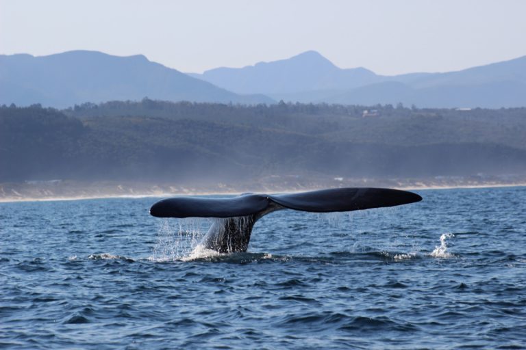 Plettenberg Bay named 7th Whale Wonder of the World